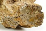 Triassic-Age Petrified Wood Log - Madagascar #379275-2